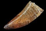 Robust, Carcharodontosaurus Tooth - Restored Tip #73072-1